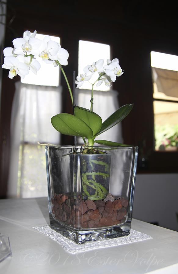 Bed & Breakfast Ca' Di Vissai Arnasco Екстериор снимка